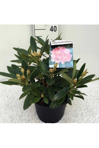 Рододендрон Персі Вайсман саджанець 